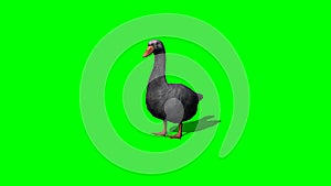 Gray goose idle 1 - green screen