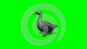 Gray goose idle 3 - green screen