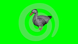 Gray goose idle 4 - green screen