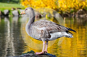 Gray Goose