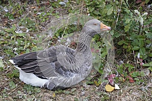 The gray goose, officially known as anser anser. Wild nature. photo