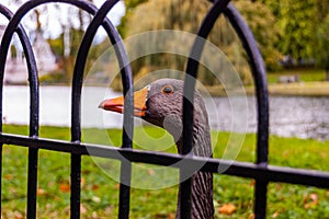 Gray goose with orange beak behind the black metal fence