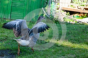 Gray goose quacking walking in the yard with spread wings