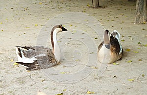 Gray goose resting on the ground