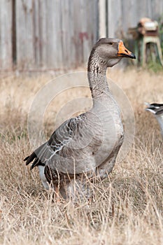 Gray goose standing on ground and looking aside