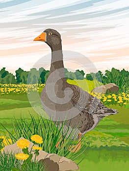 Gray goose stands in a meadow with blooming dandelions. Farm birds