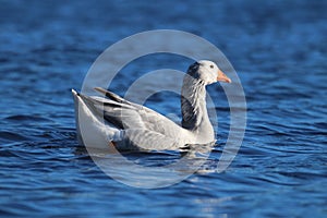 Gray Goose Swimming on a Pond