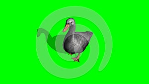 Gray goose walking 4 - green screen