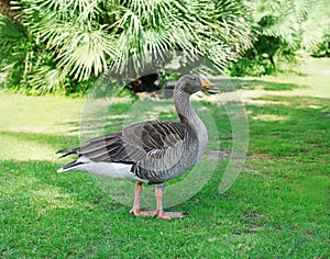 Gray goose walking on the grass in summer