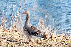 Gray Goose walking in the sonsbeek Arnhem