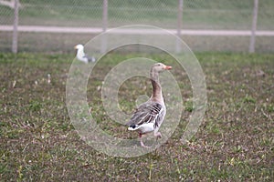 A gray goose walks around in a seagull`s wool photo