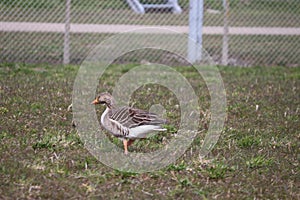 A gray goose walks around in a seagull`s wool photo