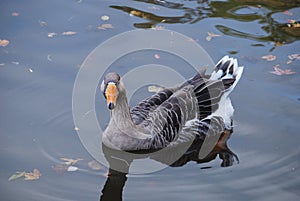 A Gray Goose in the water looking at you