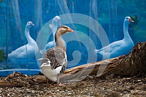 The gray goose and white goose group background in garden at thailand photo