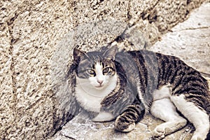 A gray graceful cat lies on an old street in Kotor. Kotor is a city of cats