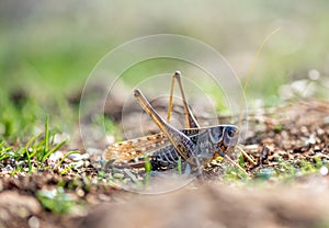Gray grasshoper macro