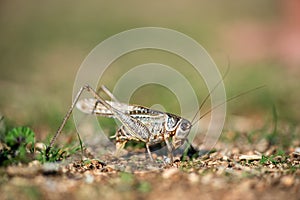 Gray grasshoper macro