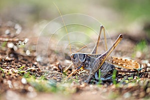 Gray grasshoper macro