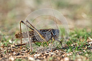 Gray grasshoper macro