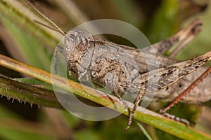 Gray grasshoper macro