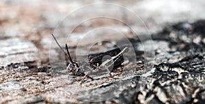 gray grasshopper on a gray stump