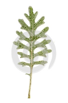 Gray-green leaves of cinneraria isolated on white background