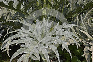 Gray green leaves of Cynara cardunculus plant