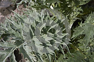 Gray green leaves of Cynara cardunculus plant