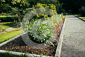 The gray-green leaves of sage, Salvia officinalis. A background of green leaves of sage herbs. Herb garden. Sage in the