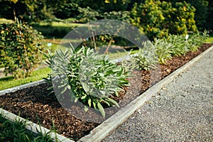 The gray-green leaves of sage, Salvia officinalis. A background of green leaves of sage herbs. Herb garden. Sage in the