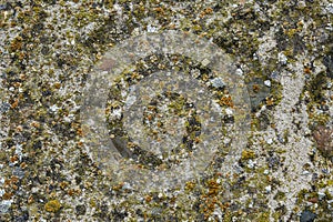 Gray-green porous stone surface. Construction and design. Background. Space for text