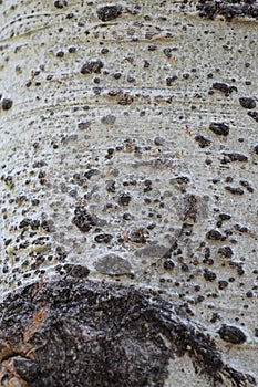 POPULUS TREMULOIDES BARK - CARSON SIERRA NEVADA - 081121 photo