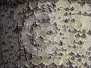 Gray-green texture of poplar bark with irregularities and cracks. Natural monochrome background