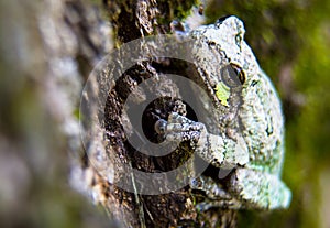Gray and Green Tree Frog Just Hanging Out