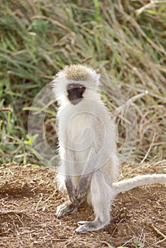 Gray green vervet monkey photo