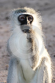 Gray green vervet monkey photo