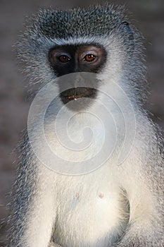 Gray green vervet monkey photo