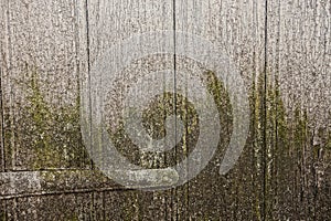 Gray green wood texture of dirty old door boards