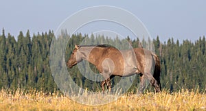 Gray Grullo Wild Horse Mustang Stallion in the Pryor Mountains Wild Horse Range