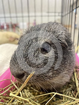 Gray guinea pig