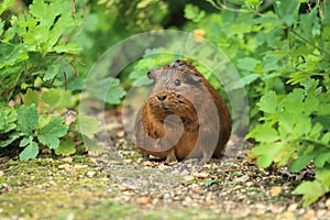 Gray guinea pig