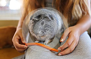 Gray Guinea pig