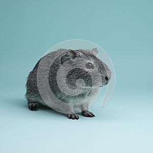 Gray guinea pig portrait. Cute pet in studio. Rodent on blue background