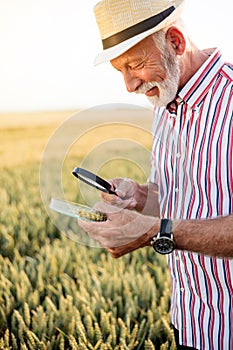 Gray-haired agronomist or farmer examining wheat seeds under the magnifying glass in the field, looking for aphid or other parasit