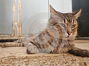 Gray-haired cat Mino is beautiful while lying down