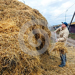 A gray-haired man piles a hay with a pitchfork.