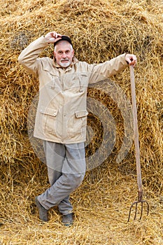 A gray-haired man piles a hay with a pitchfork.