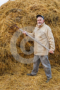 A gray-haired man piles a hay with a pitchfork.
