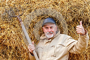 The gray-haired man puts the hay on a haystack