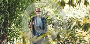 A gray-haired man is walking in a green forest with a stick. Pensioner at leisure, active pastime